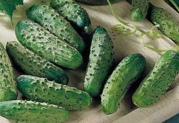 Огурец Cucumber National Pickling Cucumber 