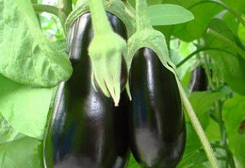 Баклажан Eggplant Scorpio F1 