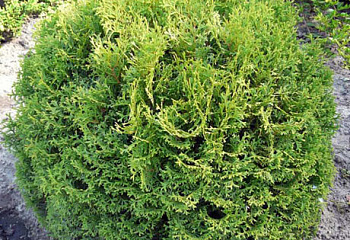 Туя западная Tiny Tim 