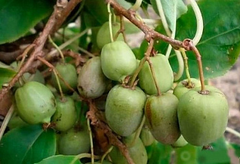 Актинидия коломикта Actinídia kolomíkta Марица