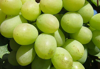 Виноград плодовый Vitis vinifera Алекса