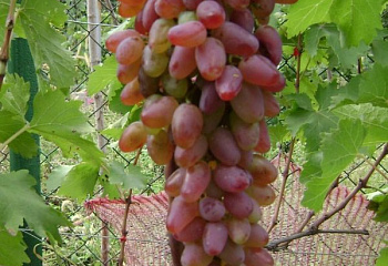 Виноград плодовый Vitis vinifera Заграва