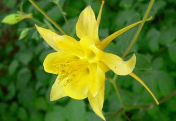 Аквилегия или Водосбор или Цветок Эльфов Aquilegia Yellow Star 