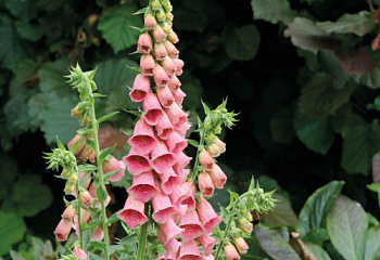 Наперстянка Digitális King Summer 