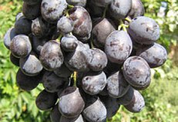 Виноград винный Vitis vinifera Таврида