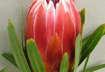 Протея или Сахарный кустарник Protea Lieben Cherry 