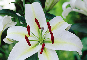 Лилия Lílium Cassandra 