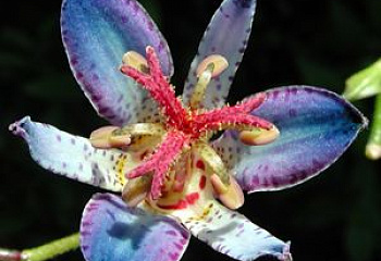 Трициртис или Жабья лилия Tricyrtis Blue Haven 