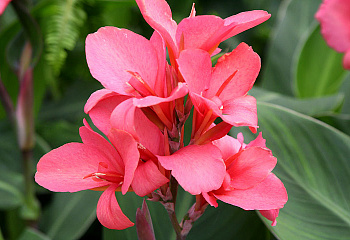 фото: канна садовая Salmon Pink канна садовая Salmon Pink