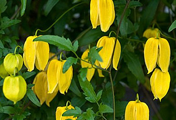 Клематис Clématis Lambton Park 