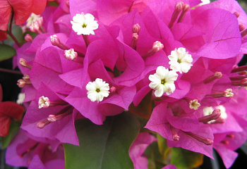 Бугенвиллия или Бумажный цветок  Bougainvillea Temple Fire 
