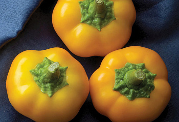 Перец сладкий  Sweet pepper Hungarian Cheese Yellow 