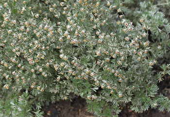 Полынь Сиверса Artemisia sieversiana 