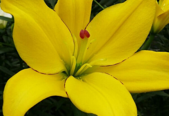 Лилия Lílium Yellow Cocotte 