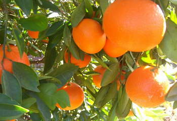 Клементин (гибрид мандарина и апельсина) Citrus clementina Corsican 