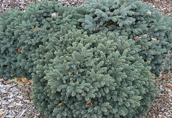 Ель колючая Picea pungens Waldrub 