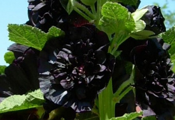 Мальва Alcea Pleniflora Black 
