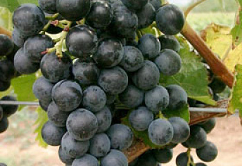 Виноград винный Vitis vinifera  Muscat Blаu