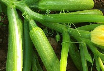 Кабачок Marrow squash Ezra 