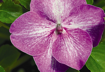 Бальзамин  Impatiens Envoy Lilac 