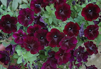 Петуния Petunia Plush 