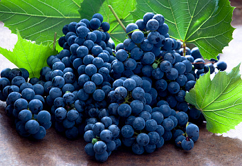 Виноград плодовый Vitis vinifera Каракоз