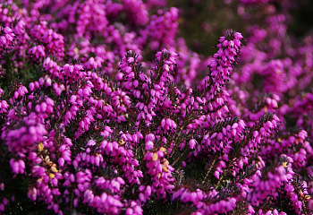 фото: Вереск Calluna Marco Вереск Calluna Marco