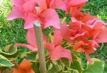 Бугенвиллия или Бумажный цветок  Bougainvillea Variegated Arancione 