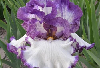 Ирис Íris Got The Melody 