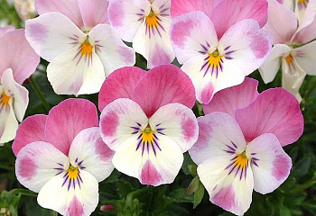 Виола Viola Orchid Pink 