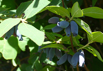 Жимолость съедобная Lonicera edulis Синичка