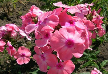 Флокс Phlox Pastoralle 
