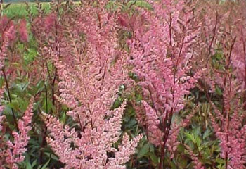 Астильба Astilbe Kvele 