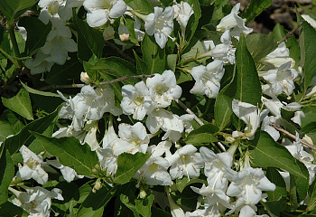 Вейгела Weigela Bristol Snowflake 