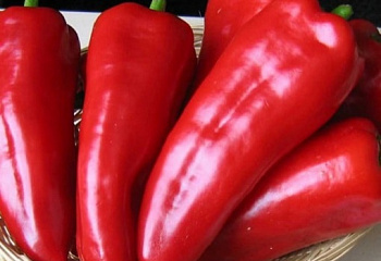 Перец сладкий  Sweet pepper Samander 