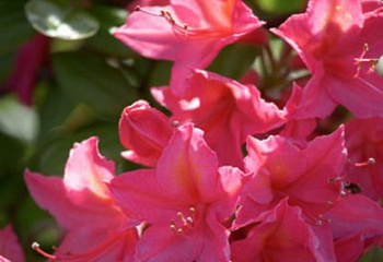 Рододендрон Jolie Madame 