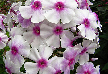 Флокс Phlox Apassionata 