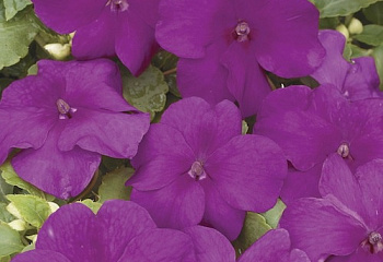 Бальзамин  Impatiens Divine Violet 