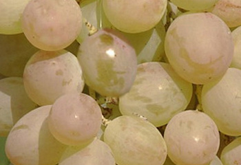 Виноград плодовый Vitis vinifera Аист