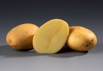 Картофель Potato Vitesse 
