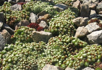 Молодило Sempervívum Haide 