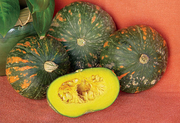 Тыква Squash Speckled Pup Winter Squash 
