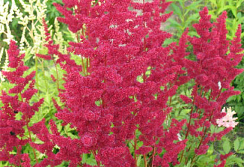 Астильба Astilbe Burgundy Red 