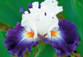 Ирис Íris  Cleared for takeoff 