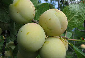 Слива Suur Tоll