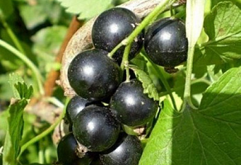 Смородина черная Орловский вальс