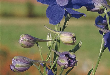 Дельфиниум Delphinium Summer Night 