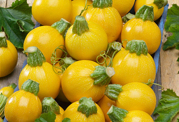 Кабачок Marrow squash Zucchini Cue Ball 