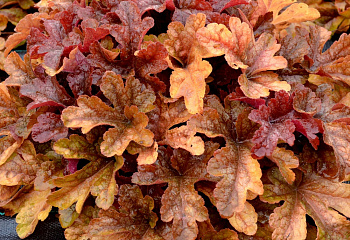 Гейхера  Heuchera Hollywood 