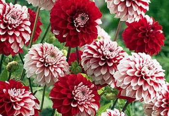 Георгина Dáhlia Мефистофель 